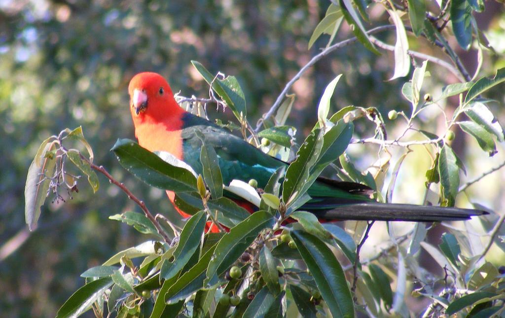 Wallaby Ridge Retreat Mount Tamborine Εξωτερικό φωτογραφία