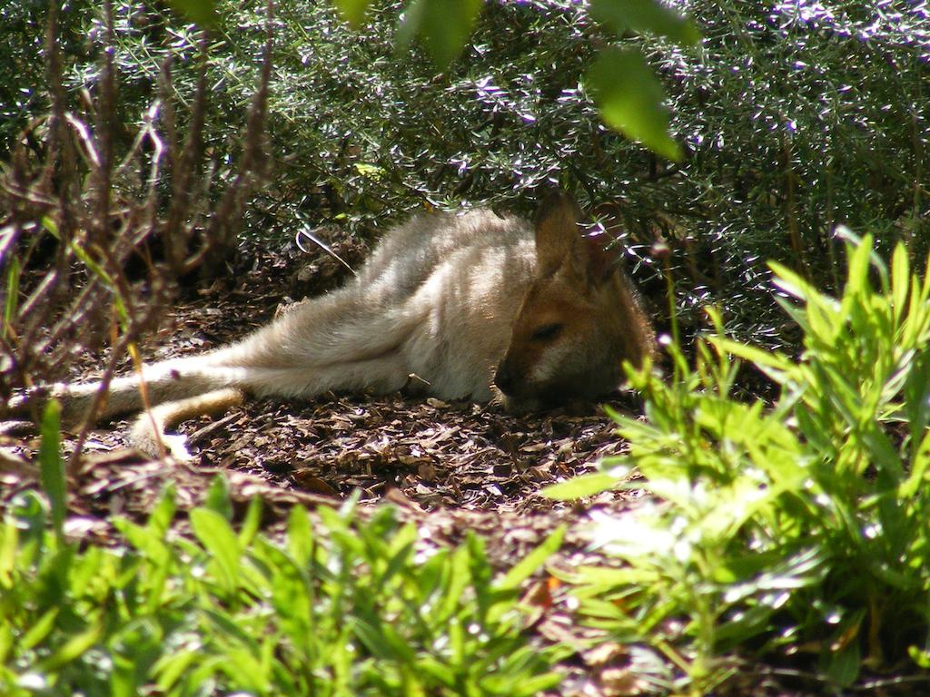 Wallaby Ridge Retreat Mount Tamborine Εξωτερικό φωτογραφία