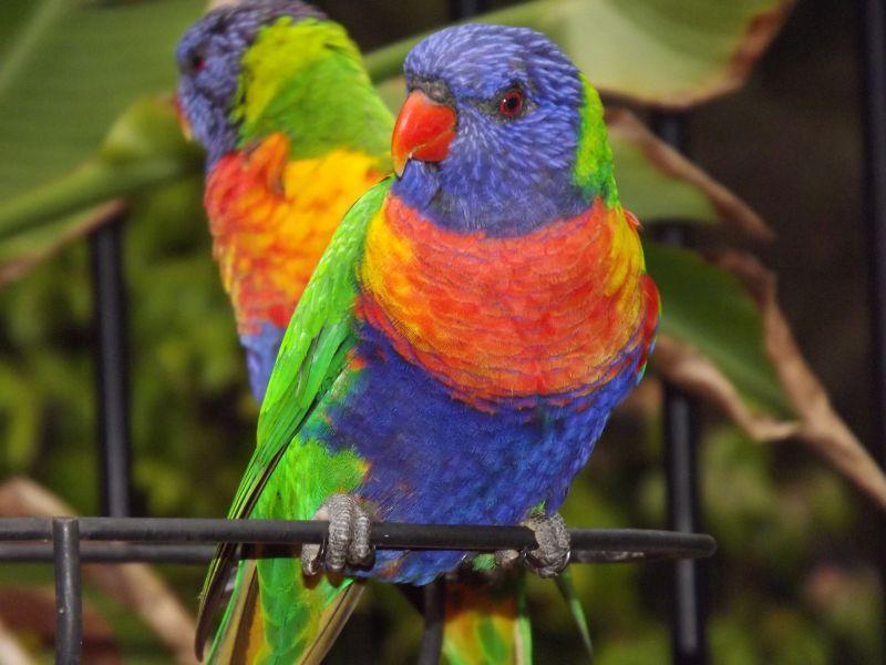Wallaby Ridge Retreat Mount Tamborine Εξωτερικό φωτογραφία